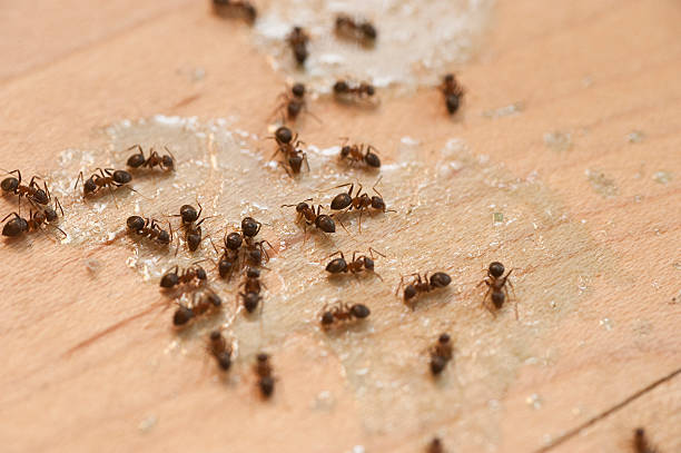 Best Spider Control Near Me  in Orange Park, FL