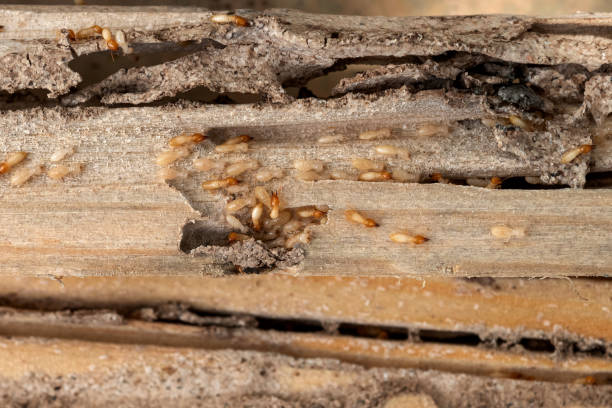 Best Affordable Pest Control Services  in Orange Park, FL