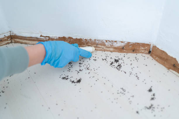 Best Pest Removal Services  in Orange Park, FL